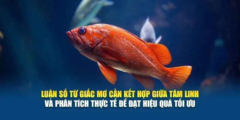 Mơ Thấy Cá Và Đánh Số Gì? Gợi Ý Chính Xác Nhất 2025 7 Luận số từ giấc mơ cần kết hợp giữa tâm linh và phân tích thực tế để đạt hiệu quả tối ưu
